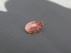 Paropsisterna bimaculata