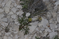 Harbouria trachypleura