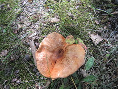 Tricholoma aurantium