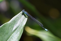 Enallagma divagans