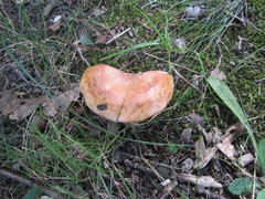 Tricholoma aurantium