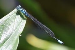 Enallagma divagans
