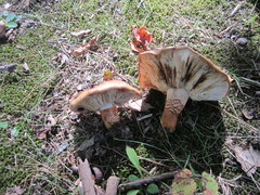 Tricholoma aurantium