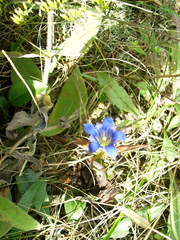 Gentiana puberulenta