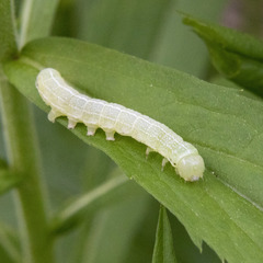 Lithophane antennata