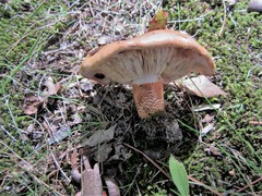 Tricholoma aurantium