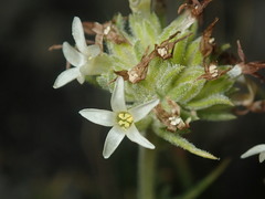 Ipomopsis spicata spicata