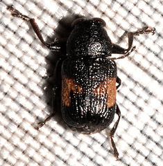 Pachybrachis luridus