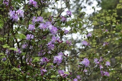 Rhododendron lapponicum
