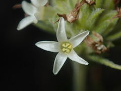 Ipomopsis spicata spicata