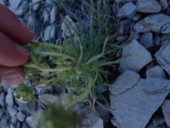 Ipomopsis spicata spicata
