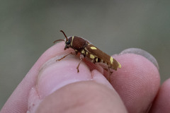Xylotrechus insignis