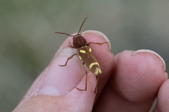 Xylotrechus insignis