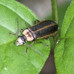 Podabrus brevicollis
