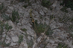 Ipomopsis spicata