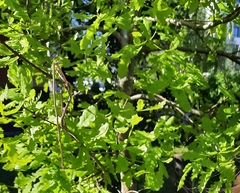 Quercus robur