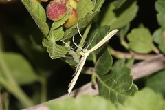 Hellinsia sulphureodactylus