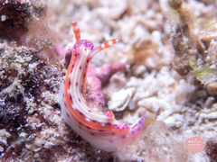 Hypselodoris decorata