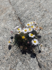 Erigeron heliographis