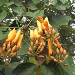 Erythrina fusca