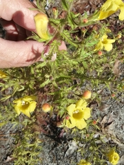 Aureolaria pedicularia