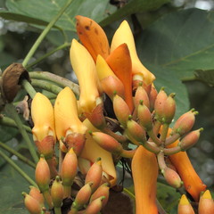 Erythrina fusca