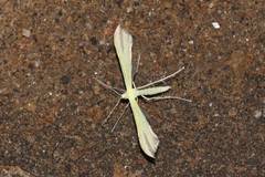 Hellinsia sulphureodactylus