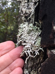 Hypogymnia subphysodes