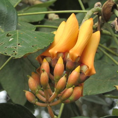 Erythrina fusca