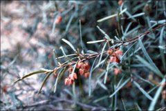 Lasiopetalum rufum