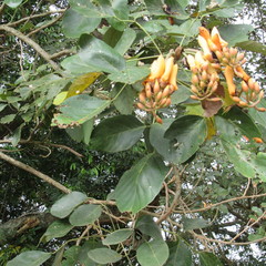 Erythrina fusca