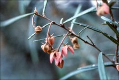 Lasiopetalum rufum