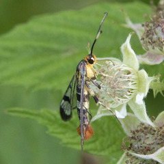 Synanthedon acerrubri