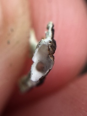 Hypogymnia subphysodes