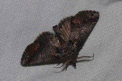 Paectes abrostolella