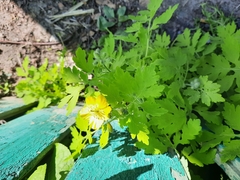 Chelidonium majus