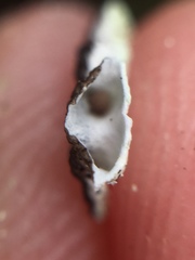 Hypogymnia subphysodes