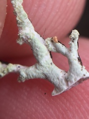 Hypogymnia subphysodes