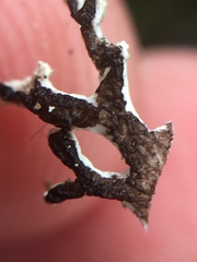 Hypogymnia subphysodes