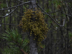 Arceuthobium americanum