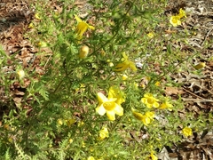 Aureolaria pedicularia