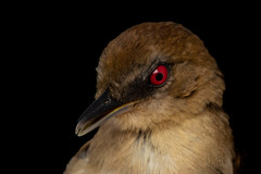 Pyriglena leucoptera