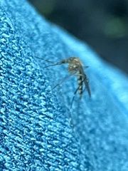 Aedes canadensis