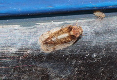 Tachycixius pilosus