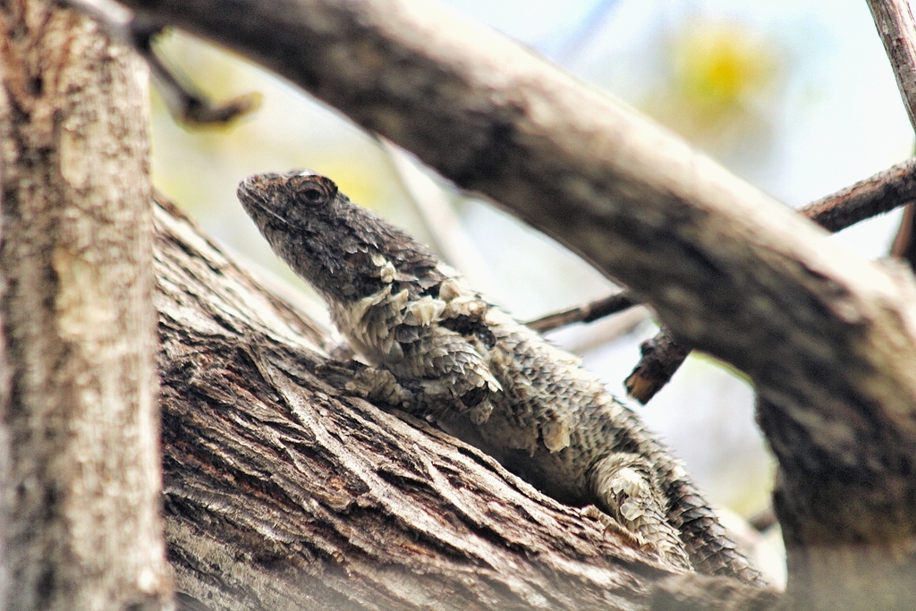 Black-Nosed Lizard