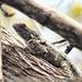 Black-nosed Lizard - Photo (c) tsunub, some rights reserved (CC BY-NC), uploaded by tsunub