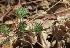 Leptosiphon ciliatus