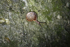 Plectotropis gerlachi