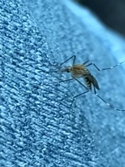 Aedes canadensis