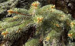 Picea pungens